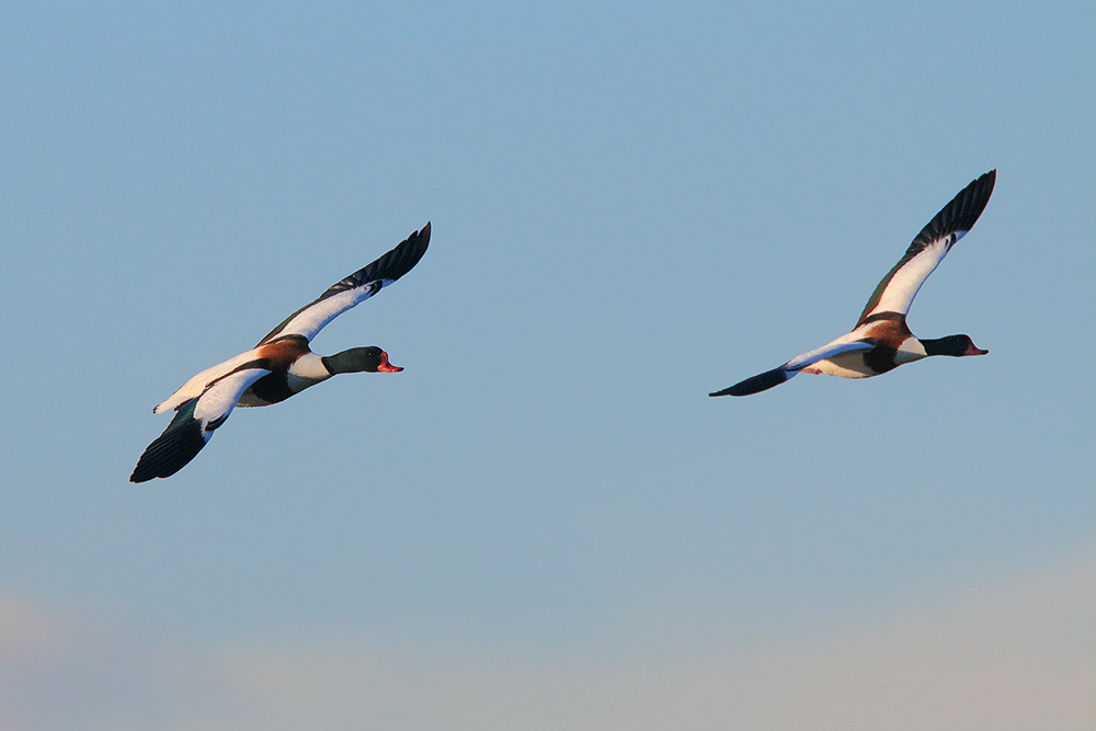 Ad ali spiegate, il sogno di Icaro.